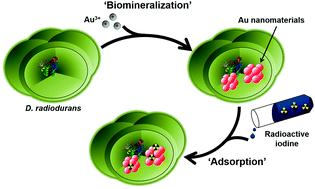 Efficient bioremediation of radioactive iodine using biogenic gold